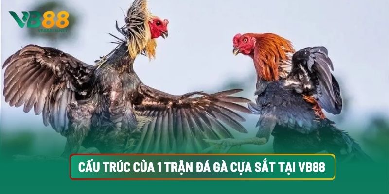 Đá Gà Cựa Sắt Chắc Thắng Khi Hiểu Luật, Chọn Gà Tốt Tại VB88 3 Cấu Trúc Của 1 Trận Đá Gà Cựa Sắt Tại VB88