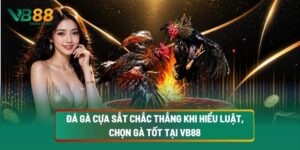 Đá Gà Cựa Sắt Chắc Thắng Khi Hiểu Luật, Chọn Gà Tốt Tại VB88