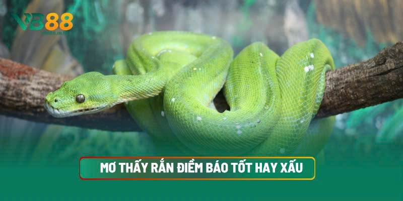 Mơ Thấy Rắn Điềm May Hay Xấu? Bộ Số Tài Lộc Không Nên Bỏ Lỡ 4 Mơ Thấy Rắn Điềm Báo Tốt Hay Xấu Chi Tiết Từng Giấc Mơ