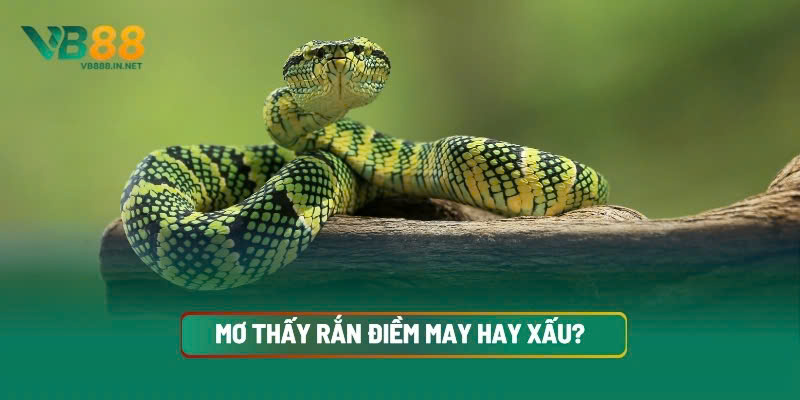 Mơ Thấy Rắn Điềm May Hay Xấu? Bộ Số Tài Lộc Không Nên Bỏ Lỡ 2 Mơ Thấy Rắn Điềm May Hay Xấu? Bộ Số Tài Lộc Không Nên Bỏ Lỡ