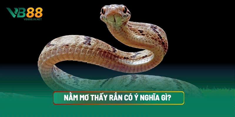 Mơ Thấy Rắn Điềm May Hay Xấu? Bộ Số Tài Lộc Không Nên Bỏ Lỡ 3 Nằm Mơ Thấy Rắn Có Ý Nghĩa Gì? Lý Giải Theo Góc Nhìn Tâm Linh Và Khoa Học