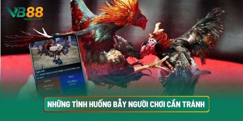 Đá Gà Cựa Sắt Chắc Thắng Khi Hiểu Luật, Chọn Gà Tốt Tại VB88 5 Những Tình Huống Bẫy Người Chơi Cần Tránh