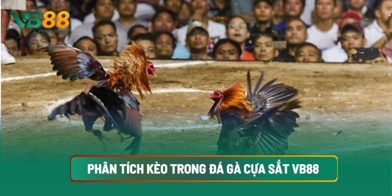 Đá Gà Cựa Sắt Chắc Thắng Khi Hiểu Luật, Chọn Gà Tốt Tại VB88 4 Phân Tích Kèo Trong Đá Gà Cựa Sắt VB88
